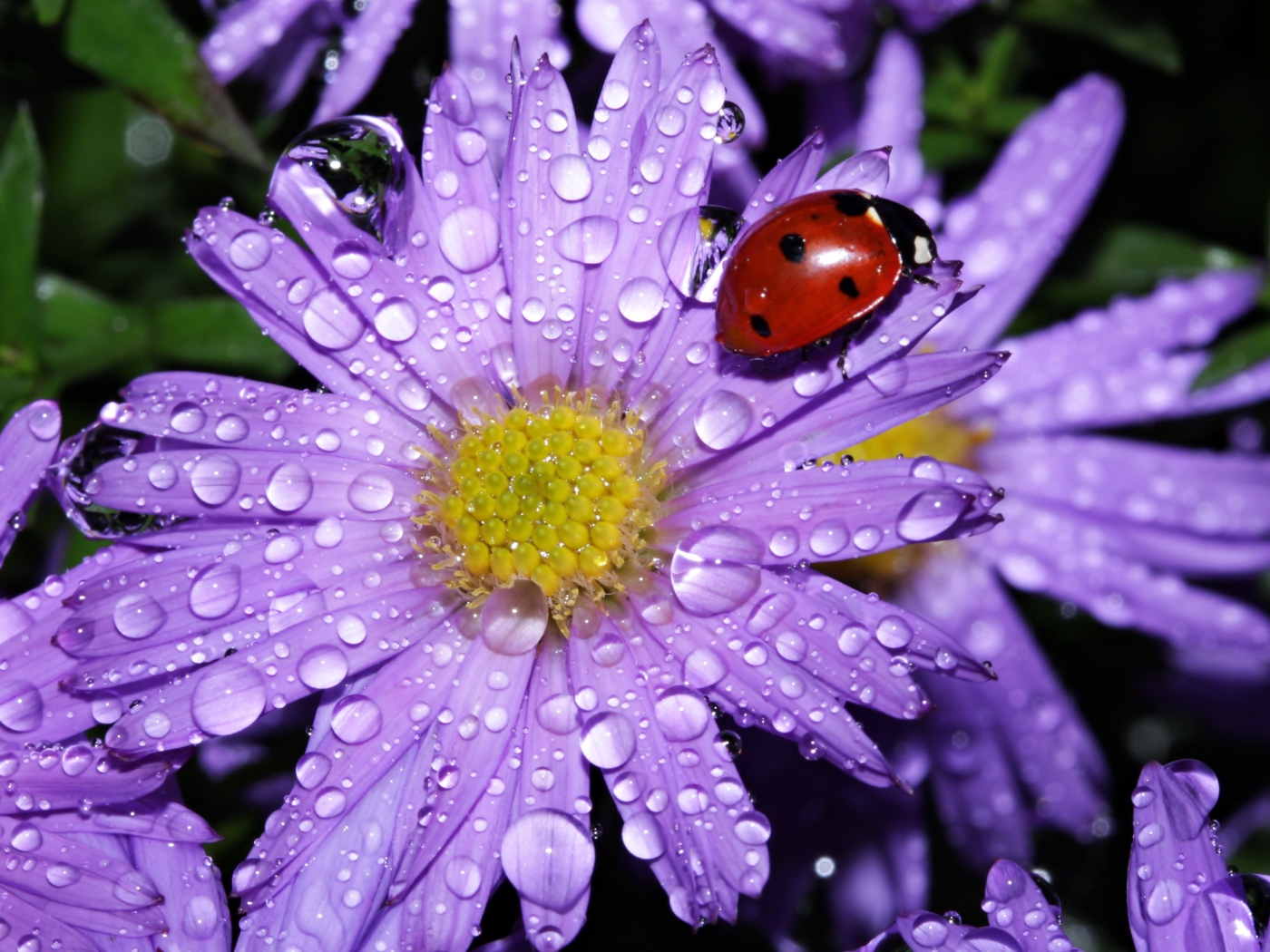 Божья коровка сидит на покрытом каплями воды цветке астры