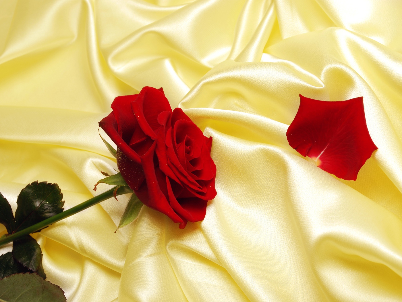 Нежная красная роза на шелковом желтом покрывале