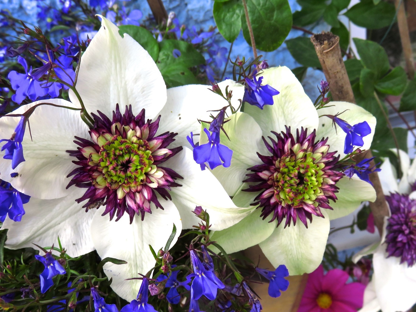 Красивые цветы клематисы с голубыми полевыми цветами