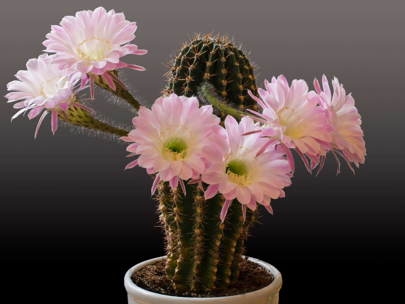 Красивый кактус с розовыми цветами на сером фоне