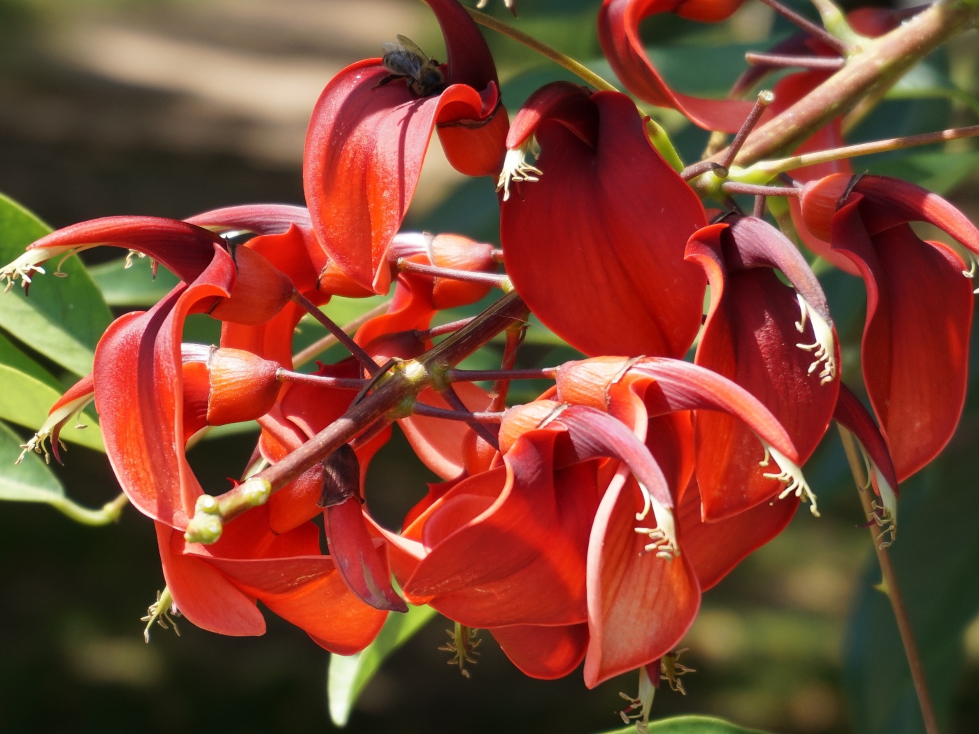 Красивый экзотический красный цветок