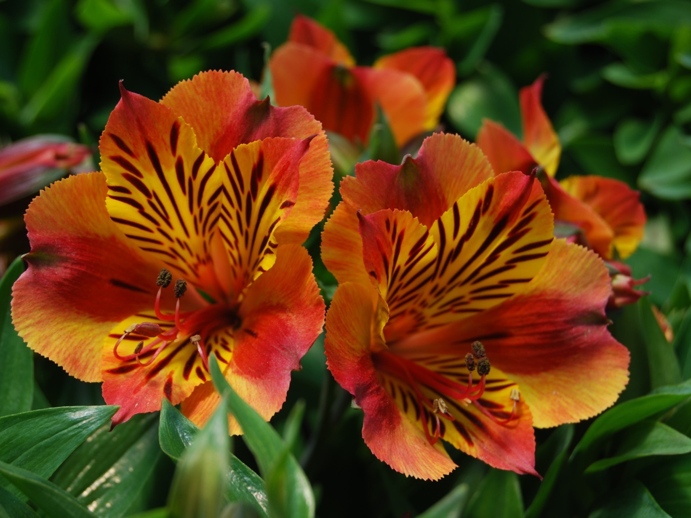 Красивые цветы альстрёмерия тигрового окраса