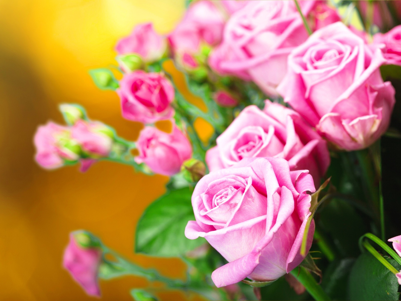 Красивые нежные розовые розы крупным планом 