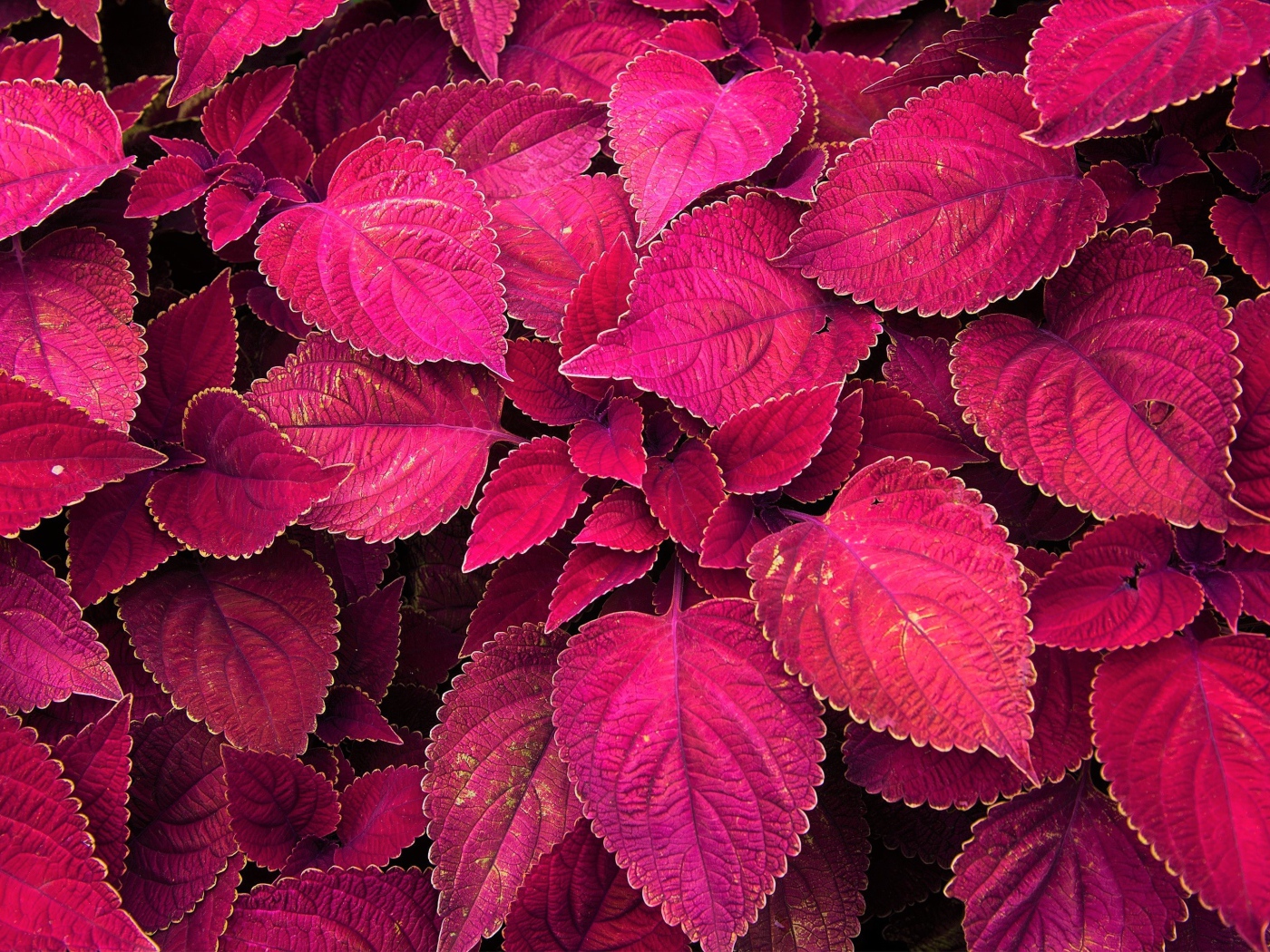 Красивое комнатное растение с красными листьями