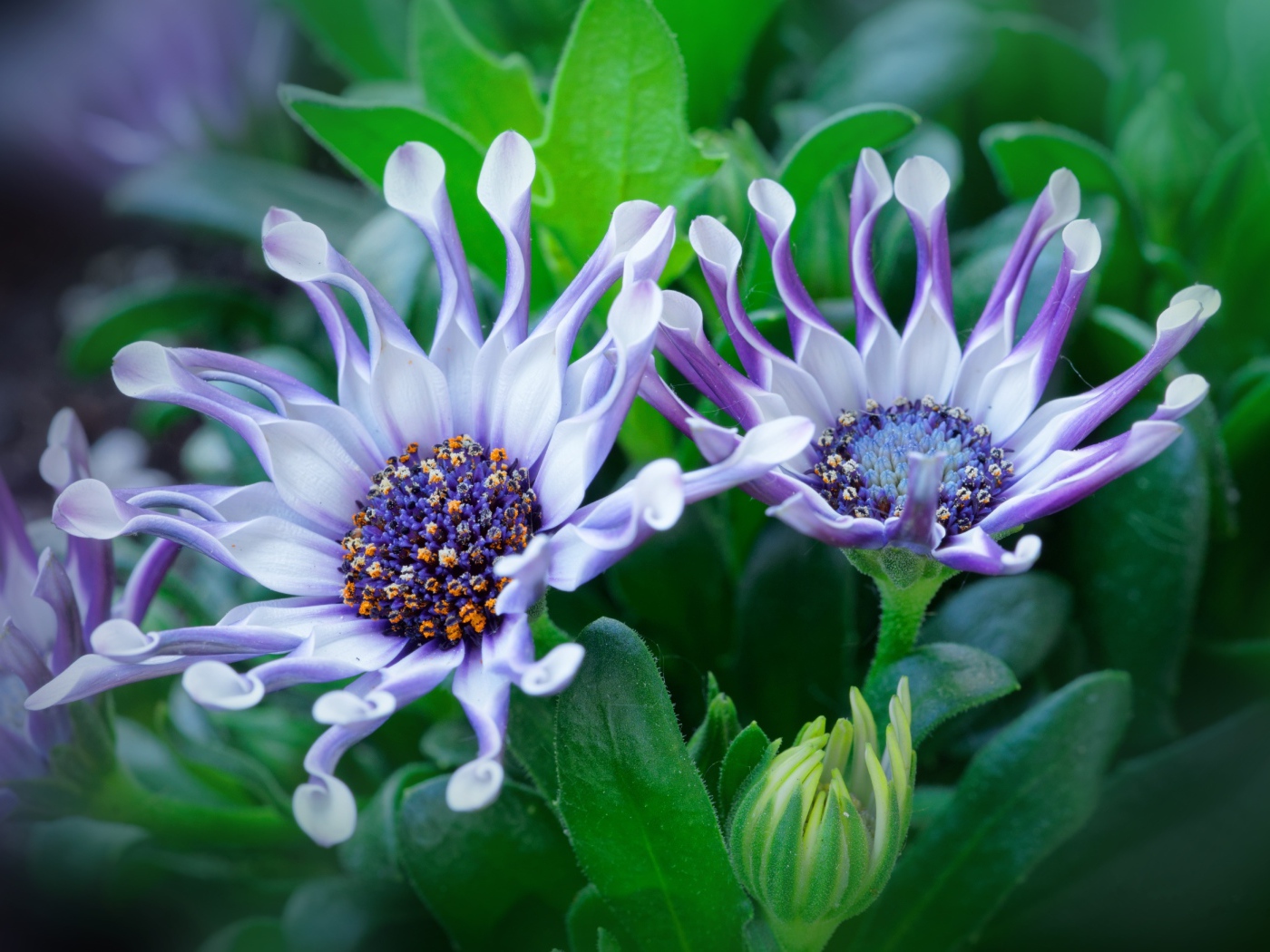 Красивые сиреневые цветы африканской ромашки