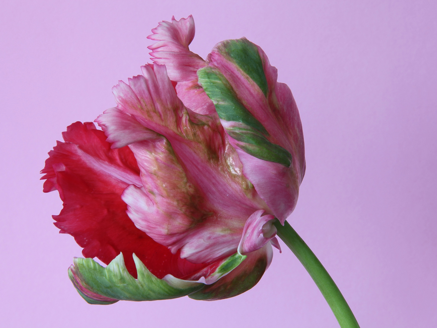 Красивый разноцветный тюльпан на розовом фоне крупным планом