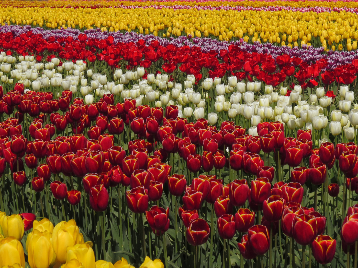 Красивые разноцветные тюльпаны рядами на поле