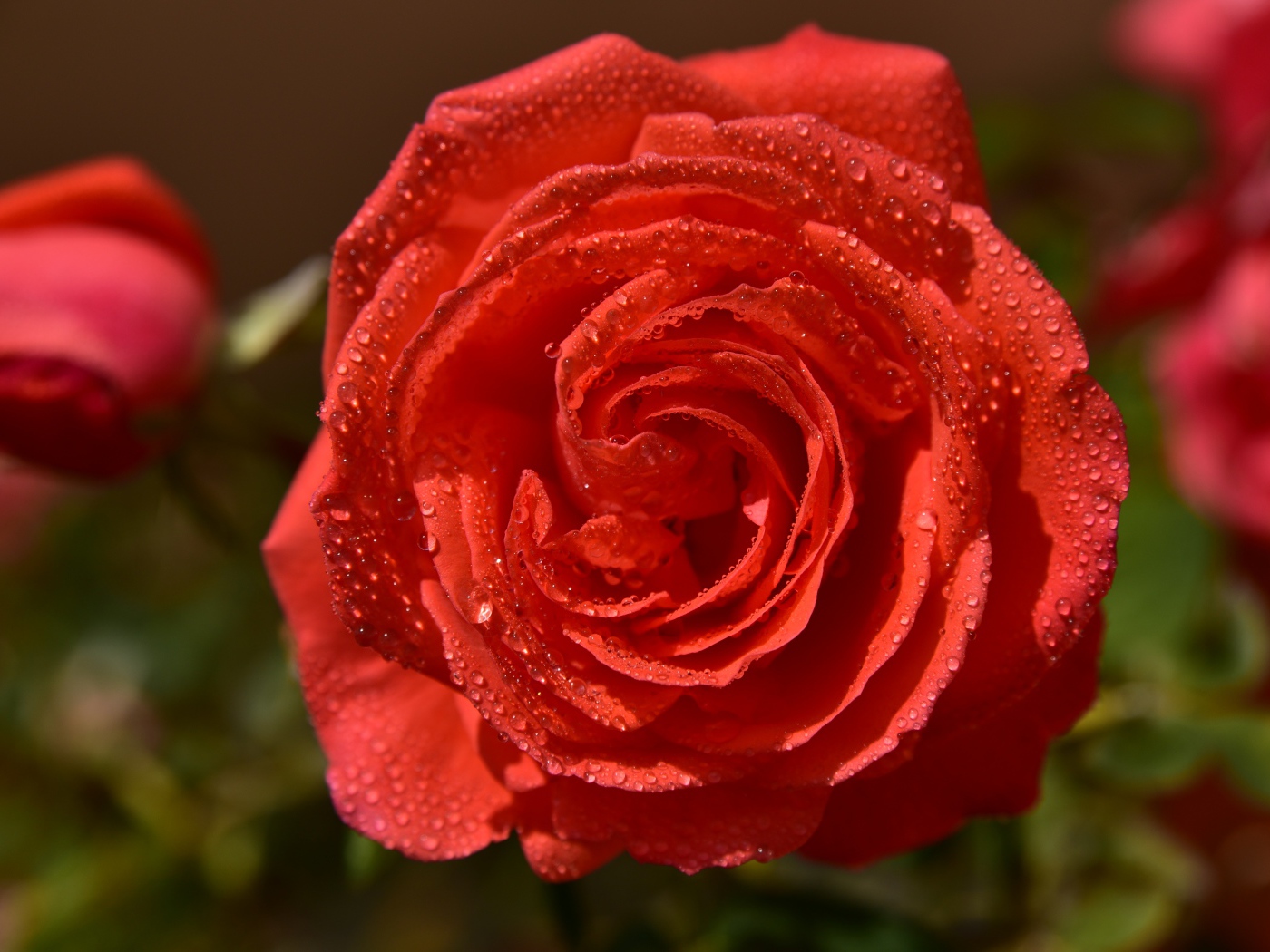 Красивая оранжевая роза в каплях утренней росы