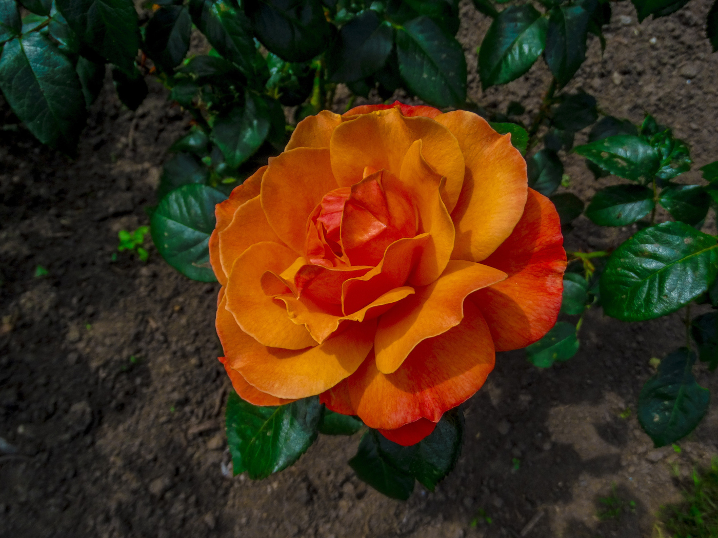 Красивая оранжевая роза на клумбе вид сверху