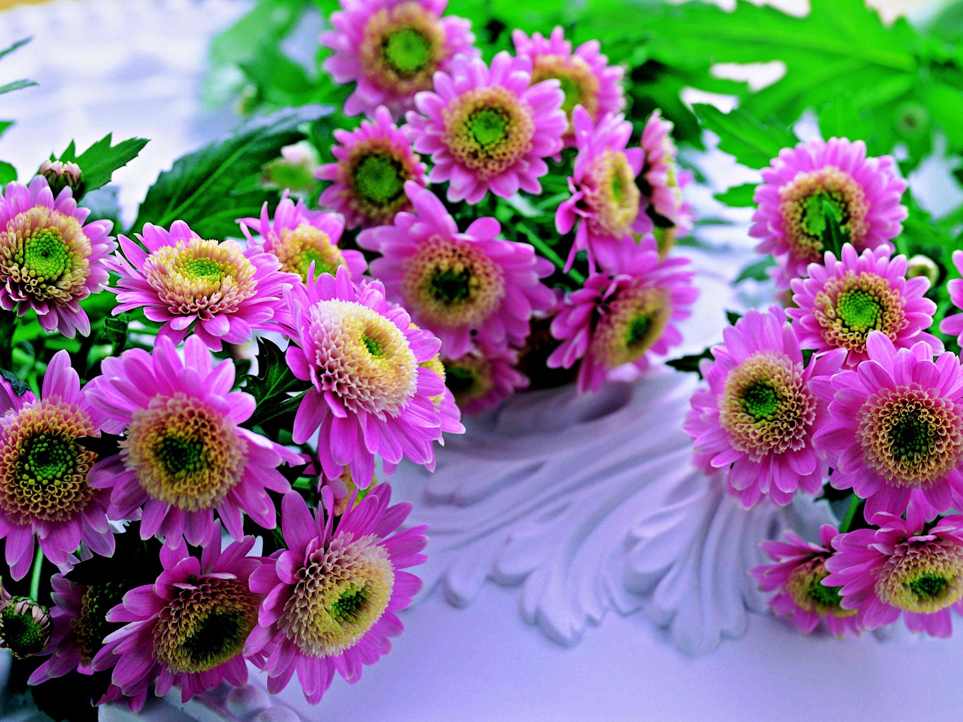 Красивые розовые хризантемы