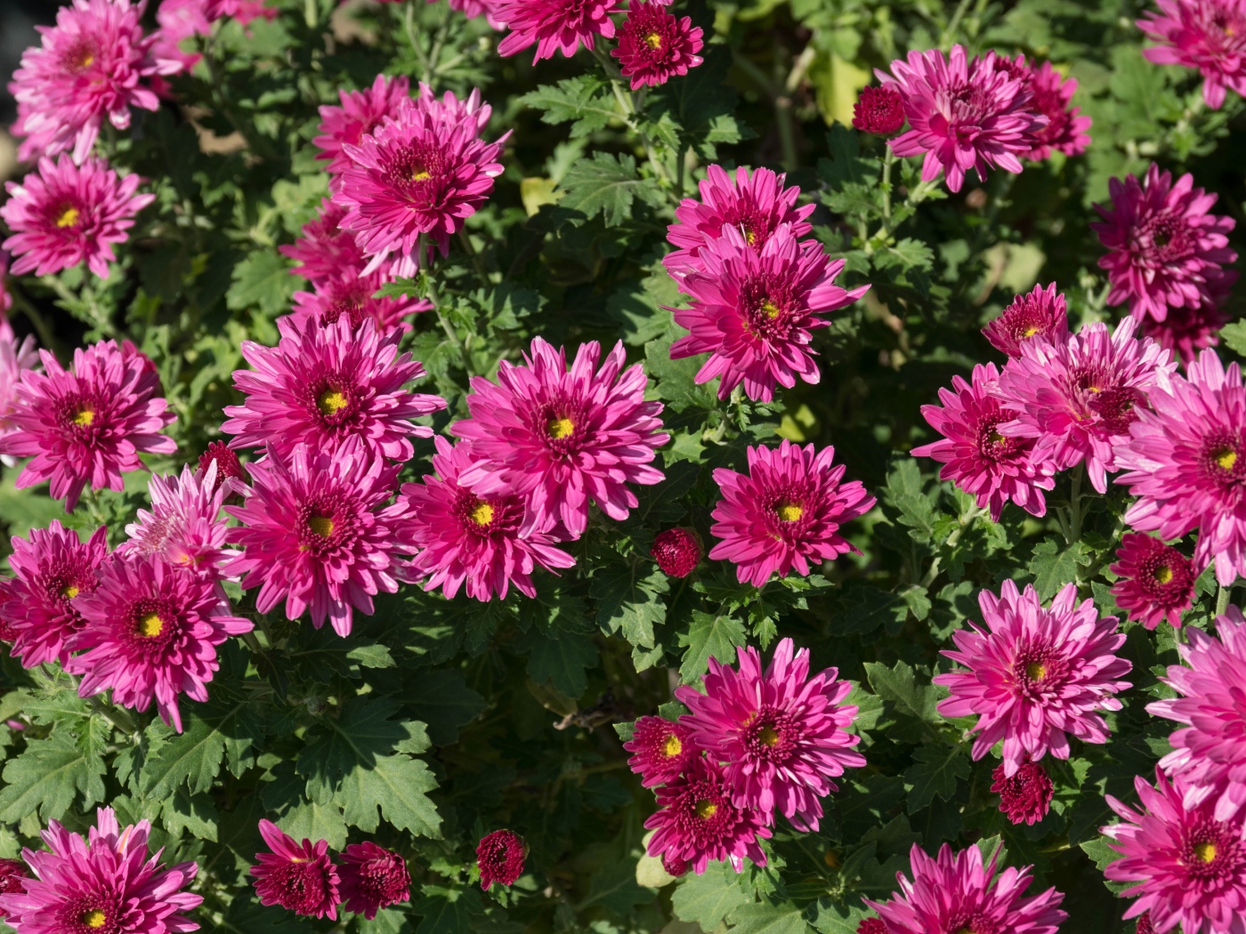 Красивые розовые хризантемы крупным планом