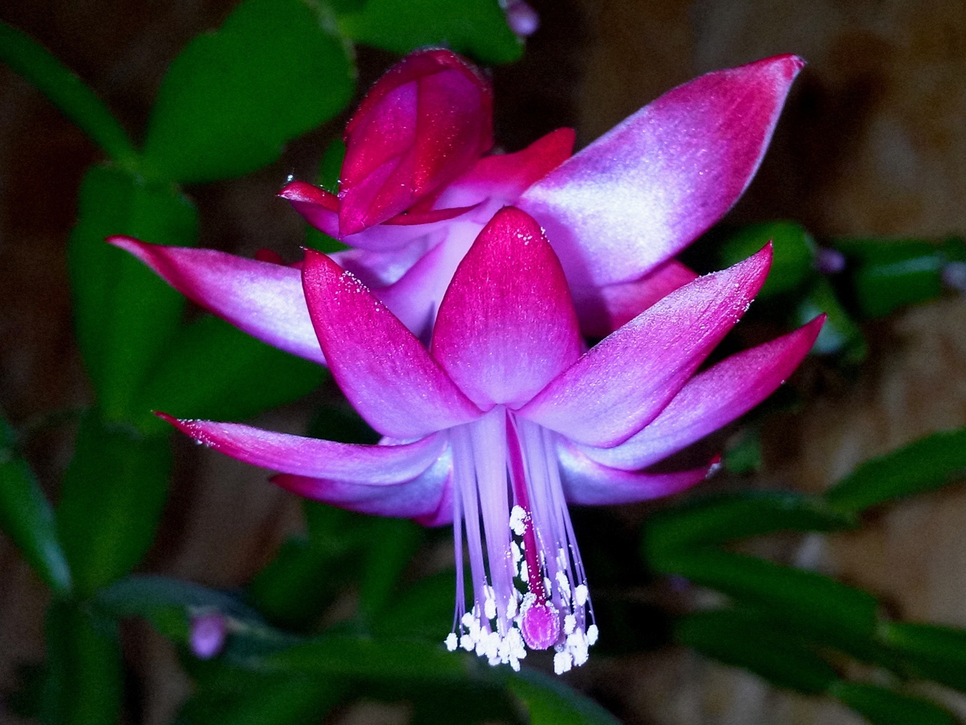 Красивый розовый комнатный цветок декабрист