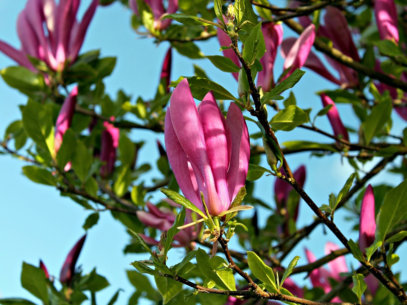 Красивые розовые цветы магнолии