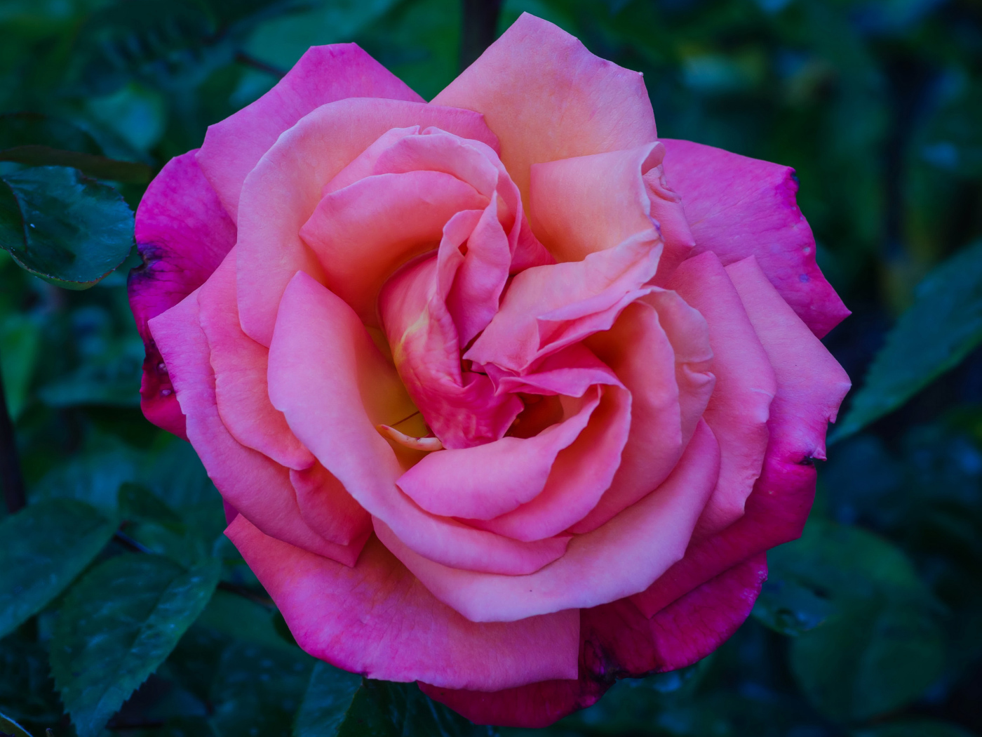 Beautiful pink rose garden close up