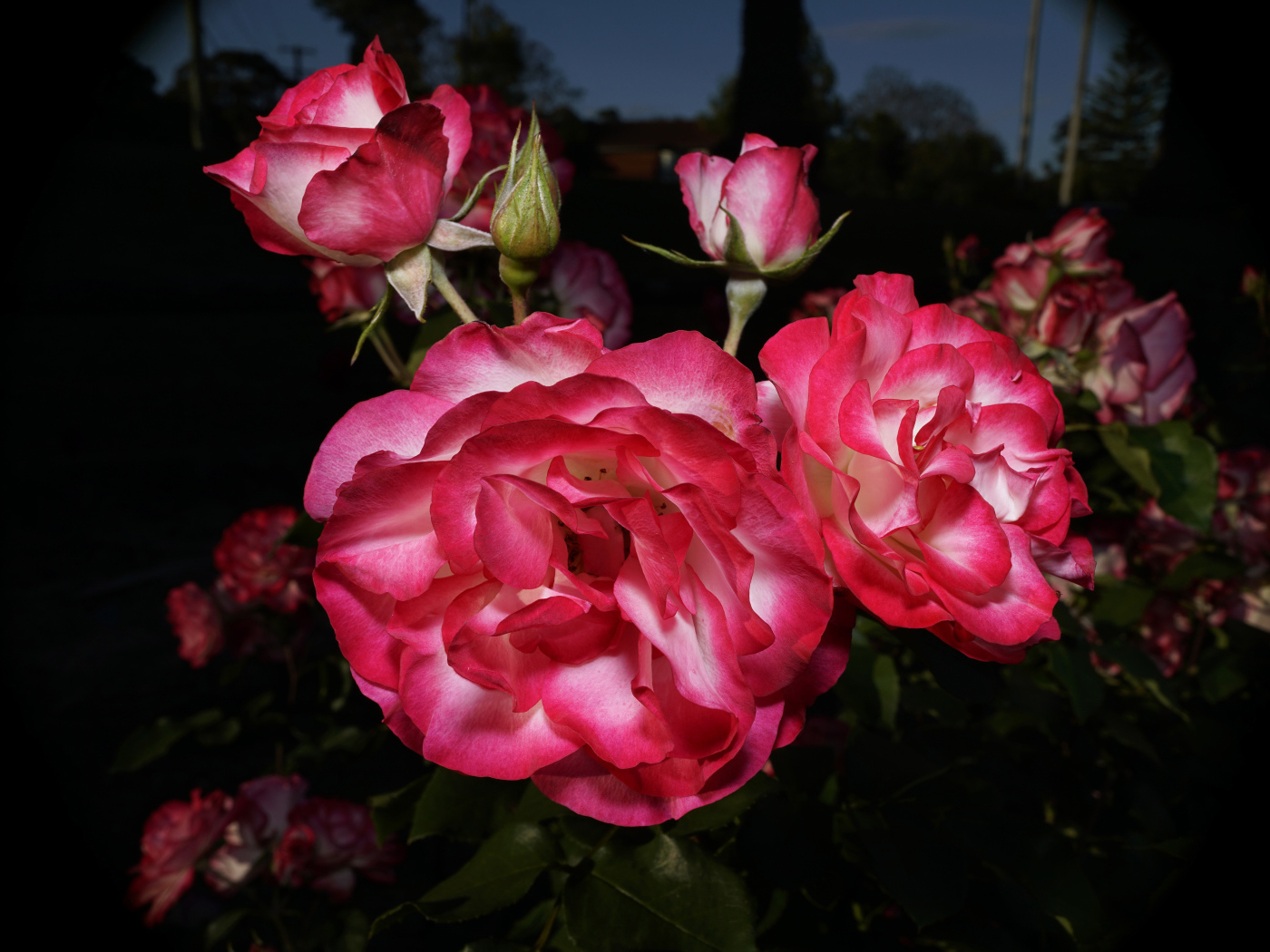 Красивые розовые розы с бутонами на клумбе 