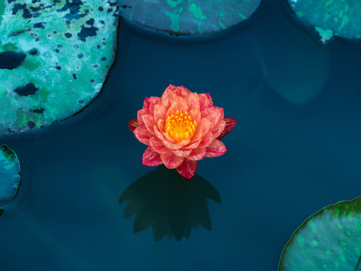 Красивый розовый цветок водяной лилии в воде