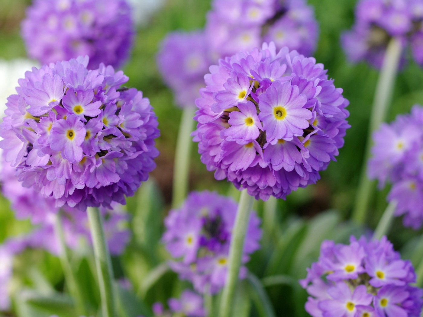 Красивые фиолетовые цветы первоцвет мелкозубчатый