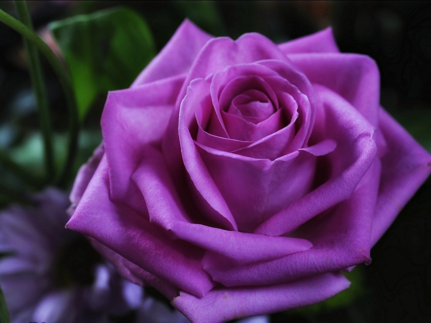 Красивая фиолетовая роза крупным планом