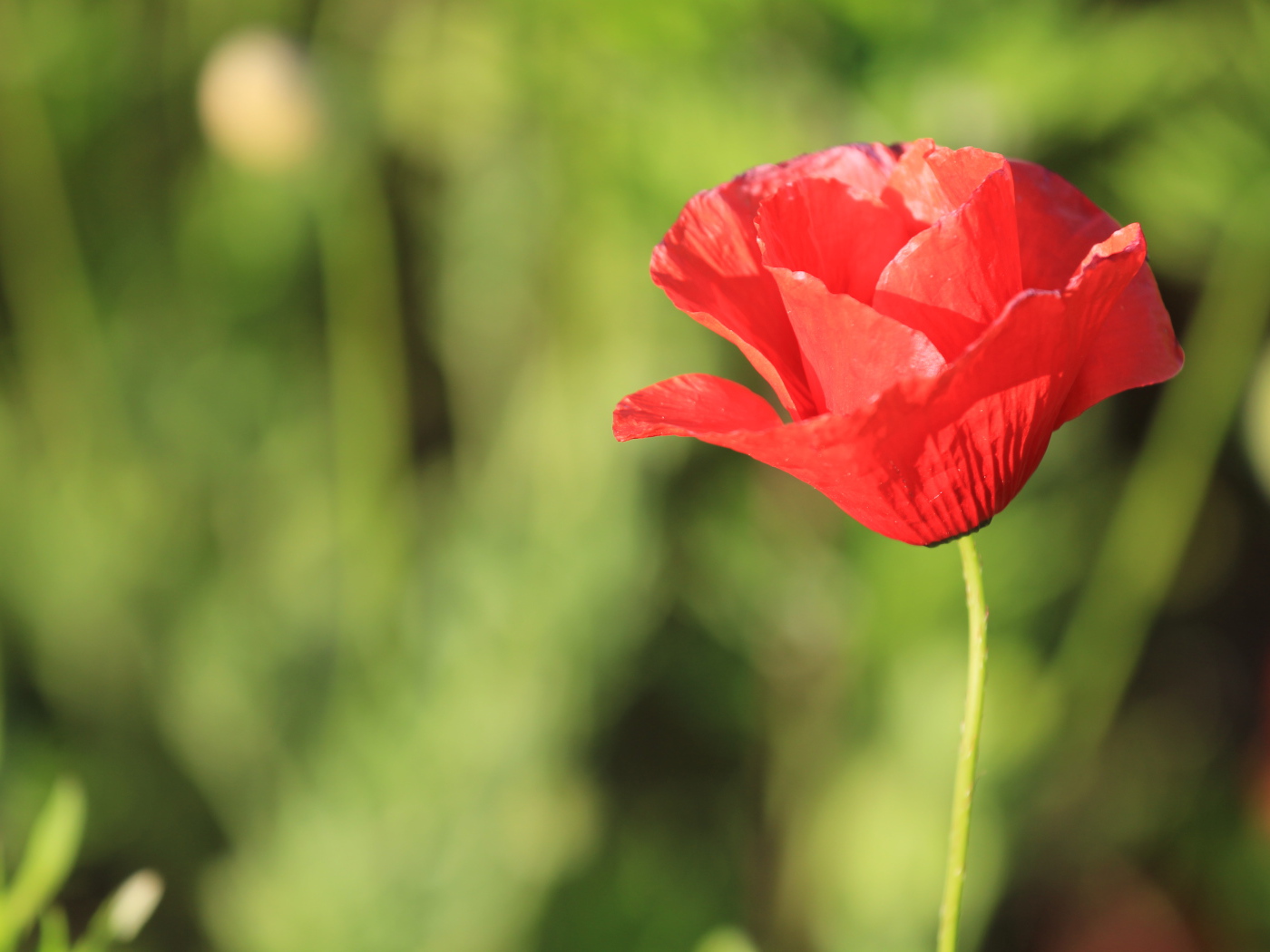 Красивый красный полевой мак крупным планом 