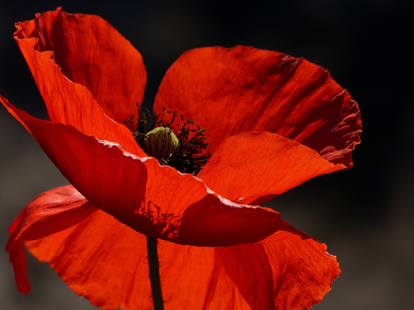 Красивый красный мак в лучах солнца крупным планом