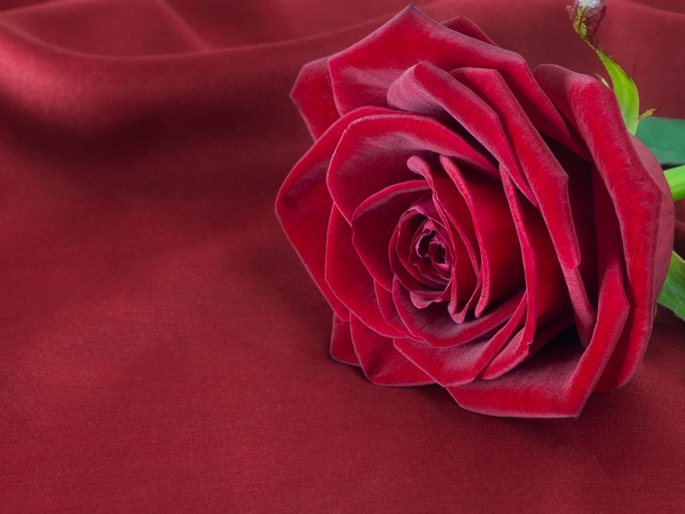 Красивая красная роза лежит на красной ткани