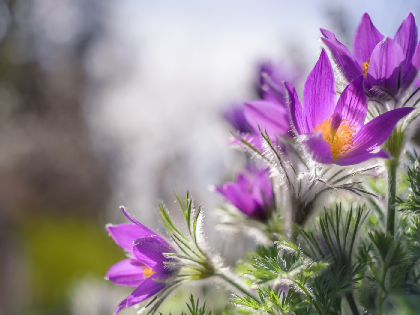 Красивые фиолетовые цветы прострел в лучах солнца