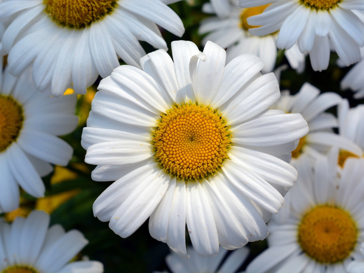 Красивые белые ромашки с желтыми серединками крупным планом