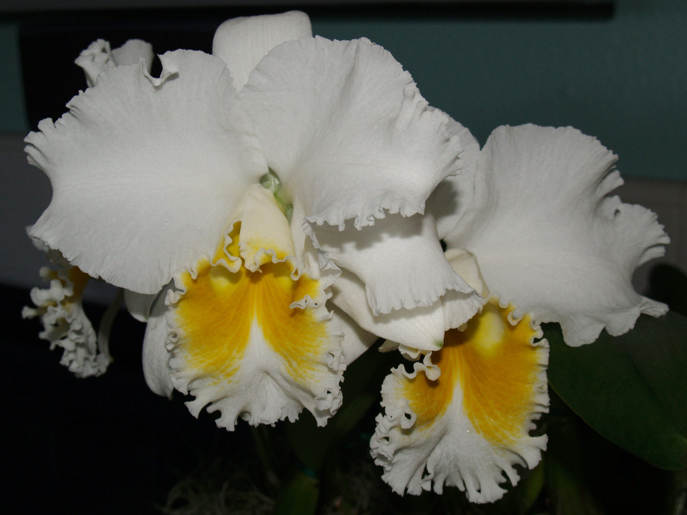 Красивые белые с желтым орхидеи 