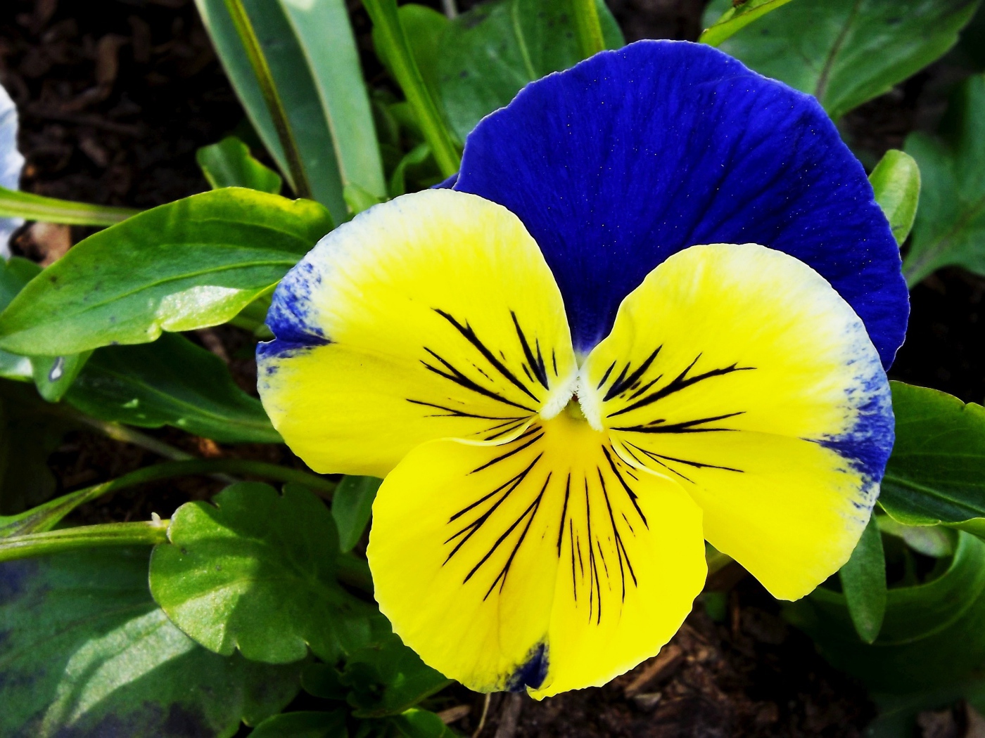 Красивый желто - голубой цветок анютины глазки крупным планом