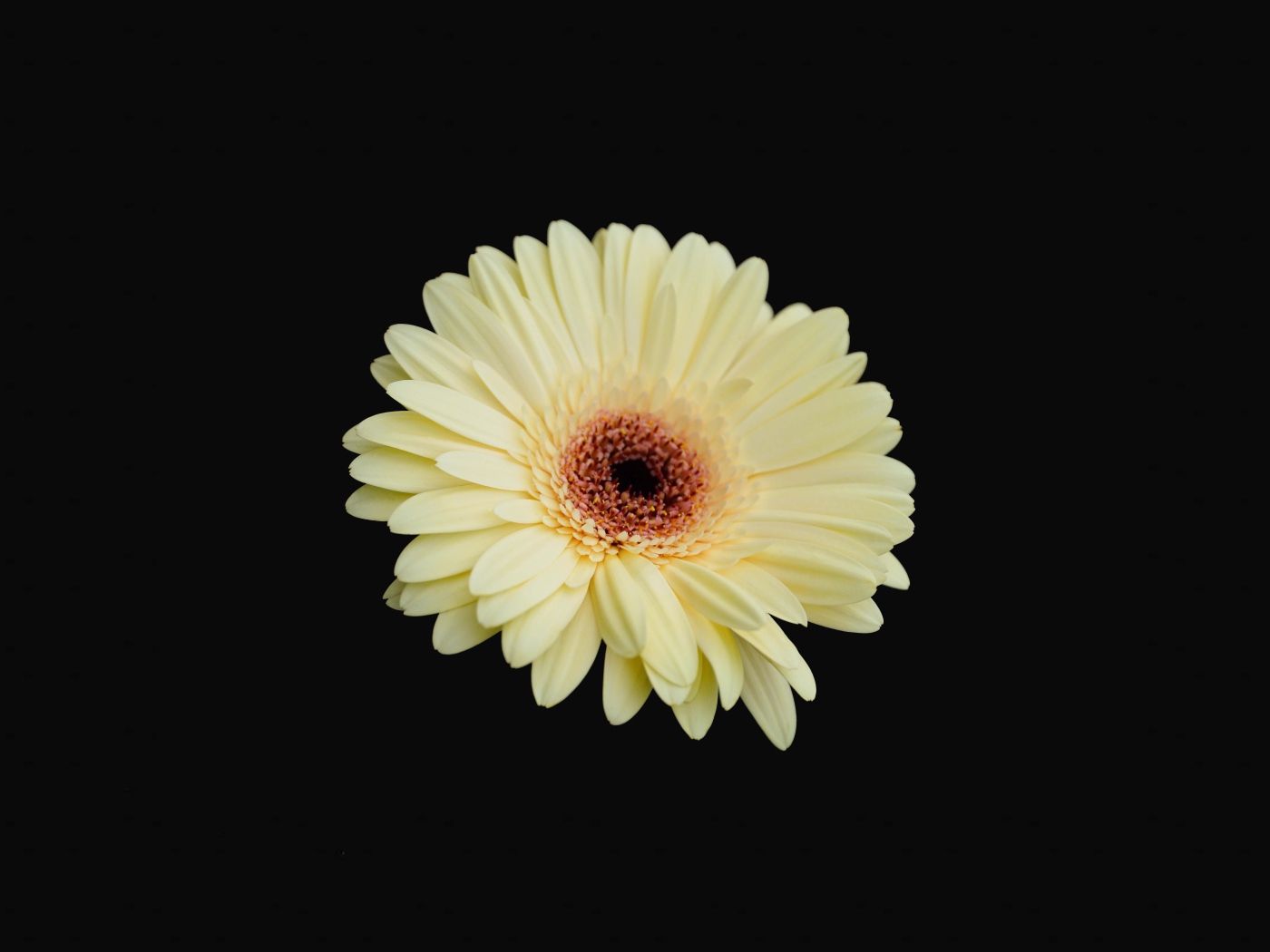 Красивая желтая гербера на черном фоне