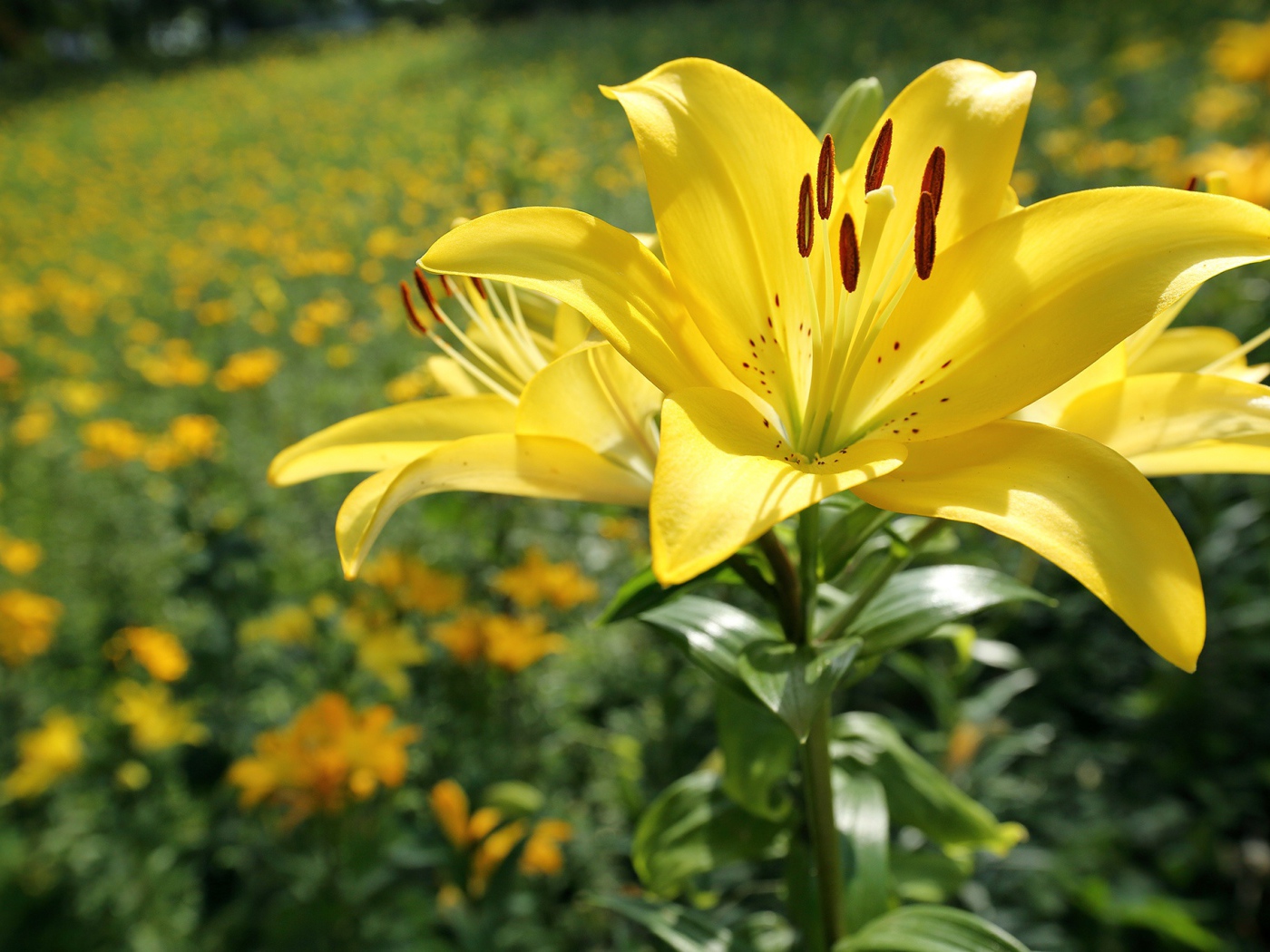 Красивая желтая лилия на клумбе в лучах солнца 