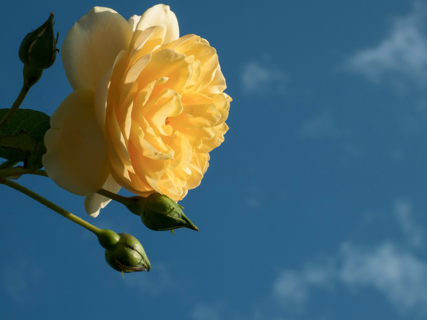 Красивый желтый цветок розы с бутонами на фоне голубого неба 