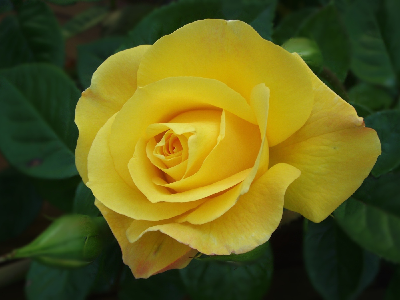 Красивая желтая роза с бутоном крупным планом