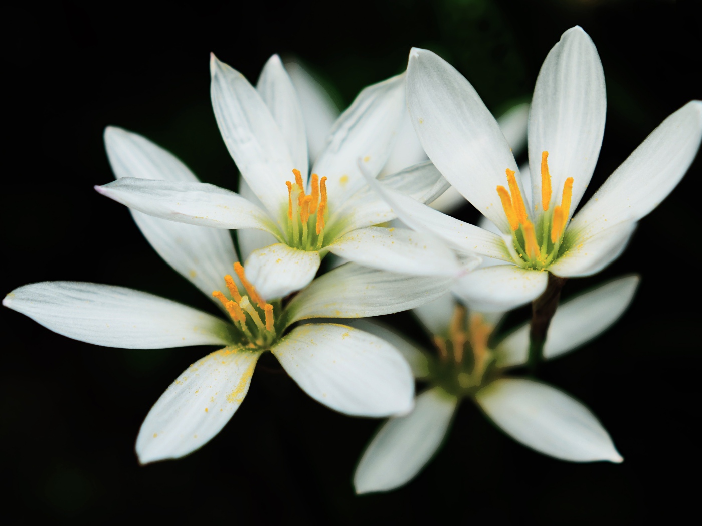 Распустившиеся белые цветы с желтой серединкой на черном фоне