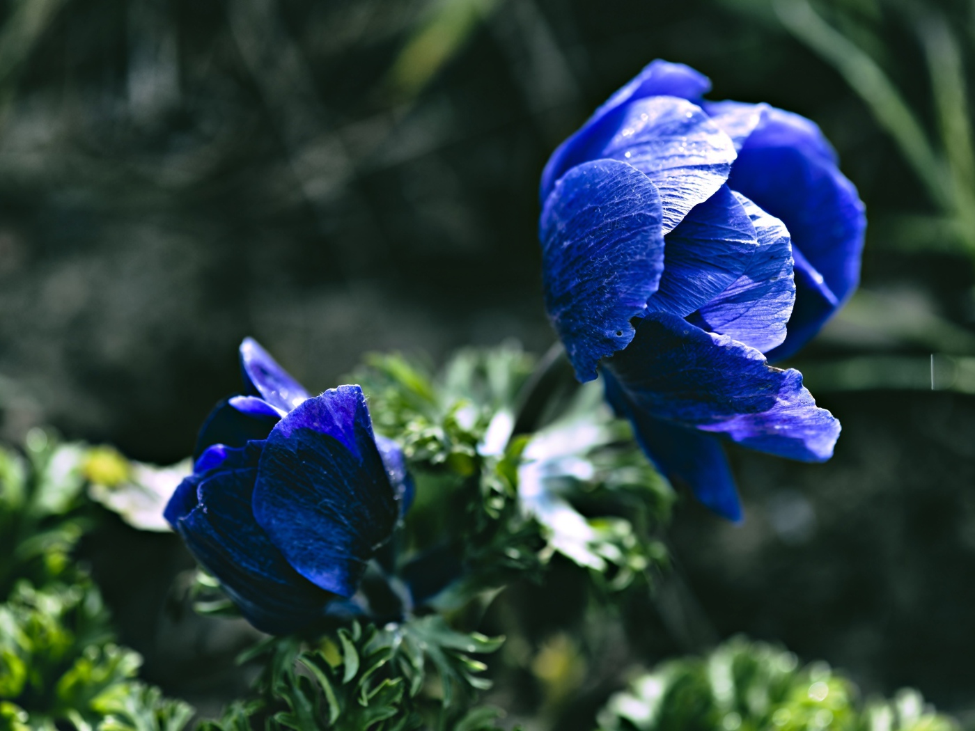 Синие цветы анемоны крупным планом