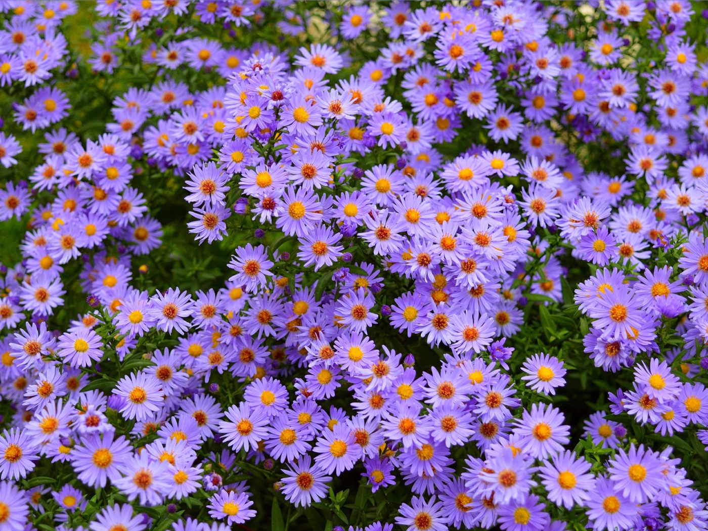 Голубые осенние цветы сентябринка