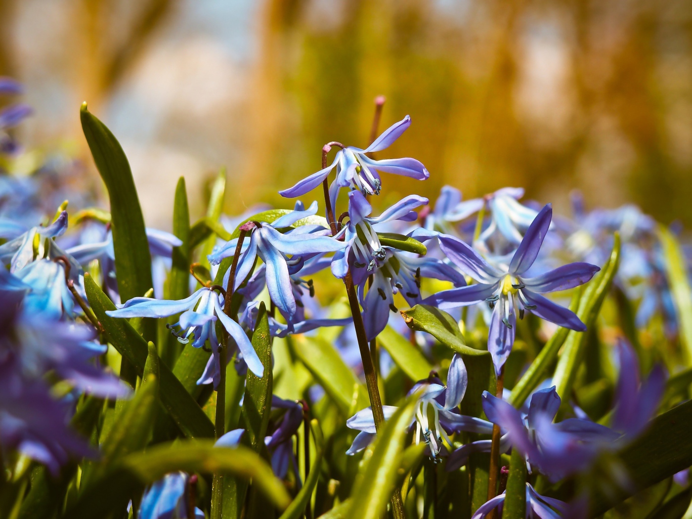 Синие весенние маленькие цветы пролеска