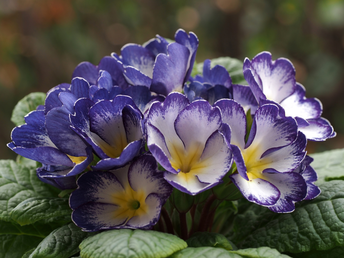 Синие с белым цветы комнатной примулы 