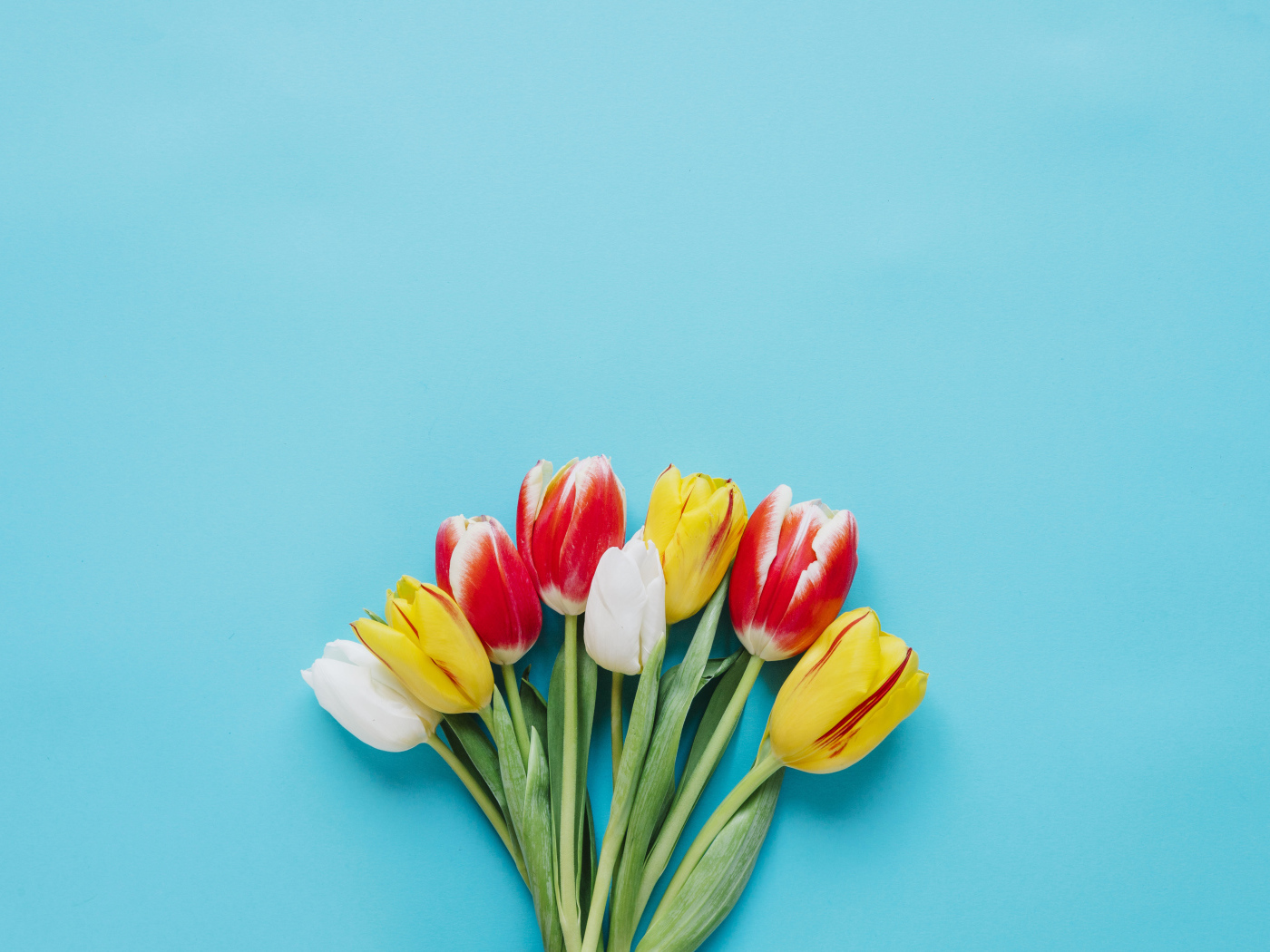 Букет разноцветных тюльпанов на голубом фоне