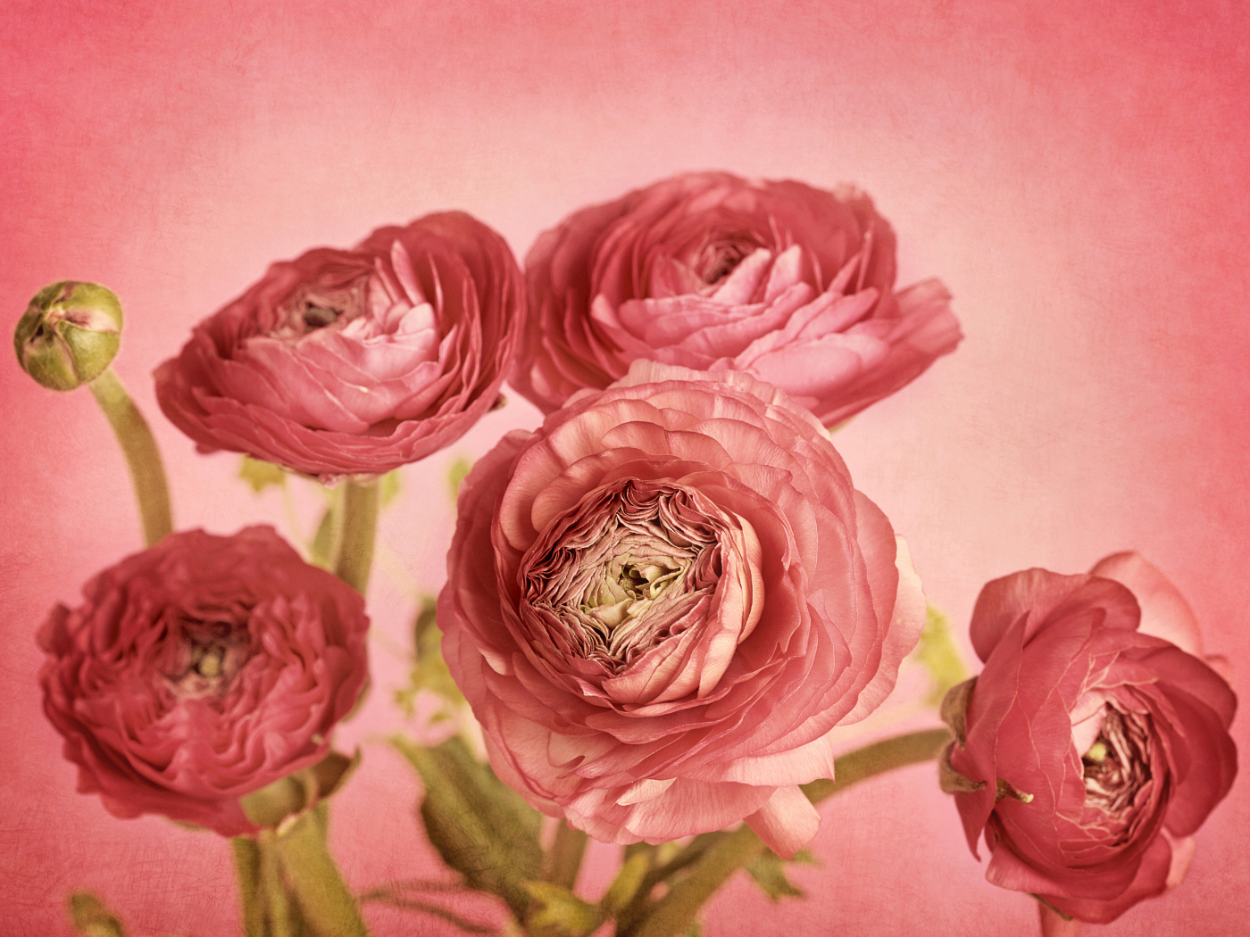 Букет розовых лютиков на розовом фоне