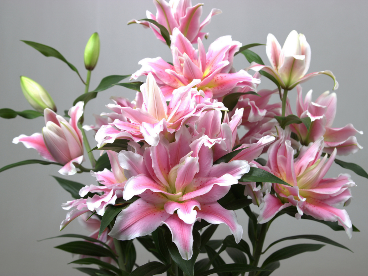 Букет розовых лилий на сером фоне