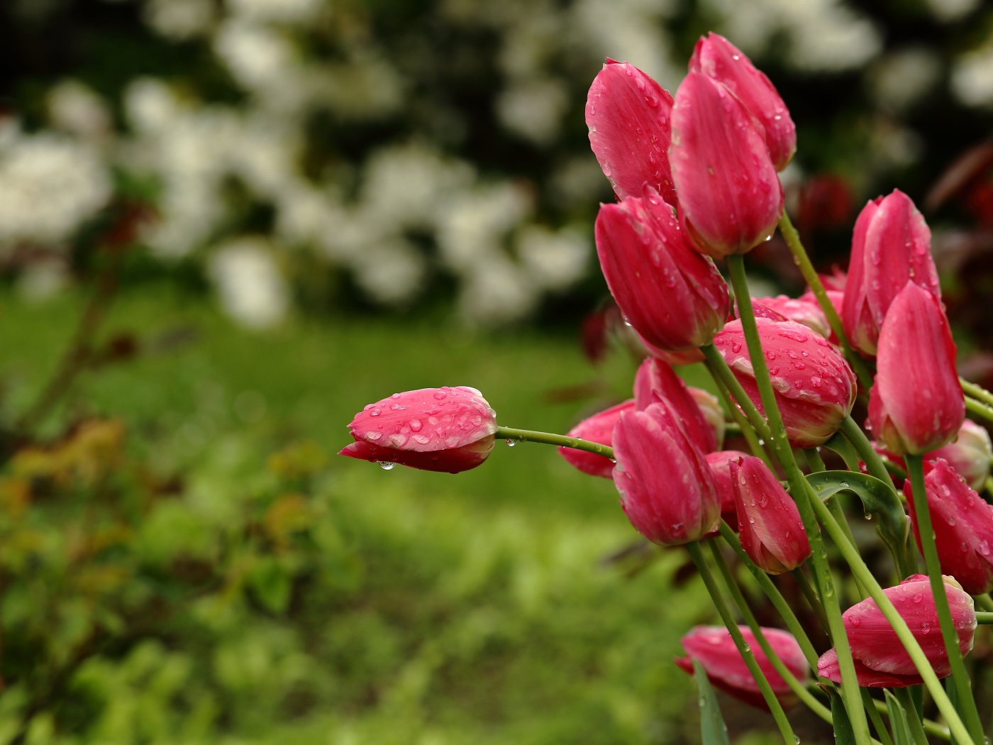 Букет розовых тюльпанов в каплях дождя