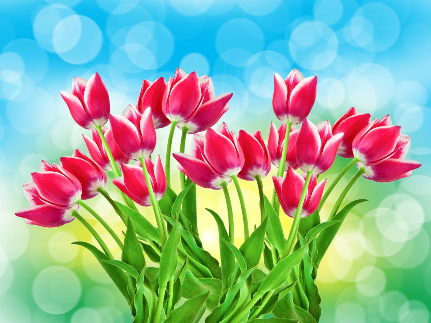 Букет розовых тюльпанов на голубом фоне