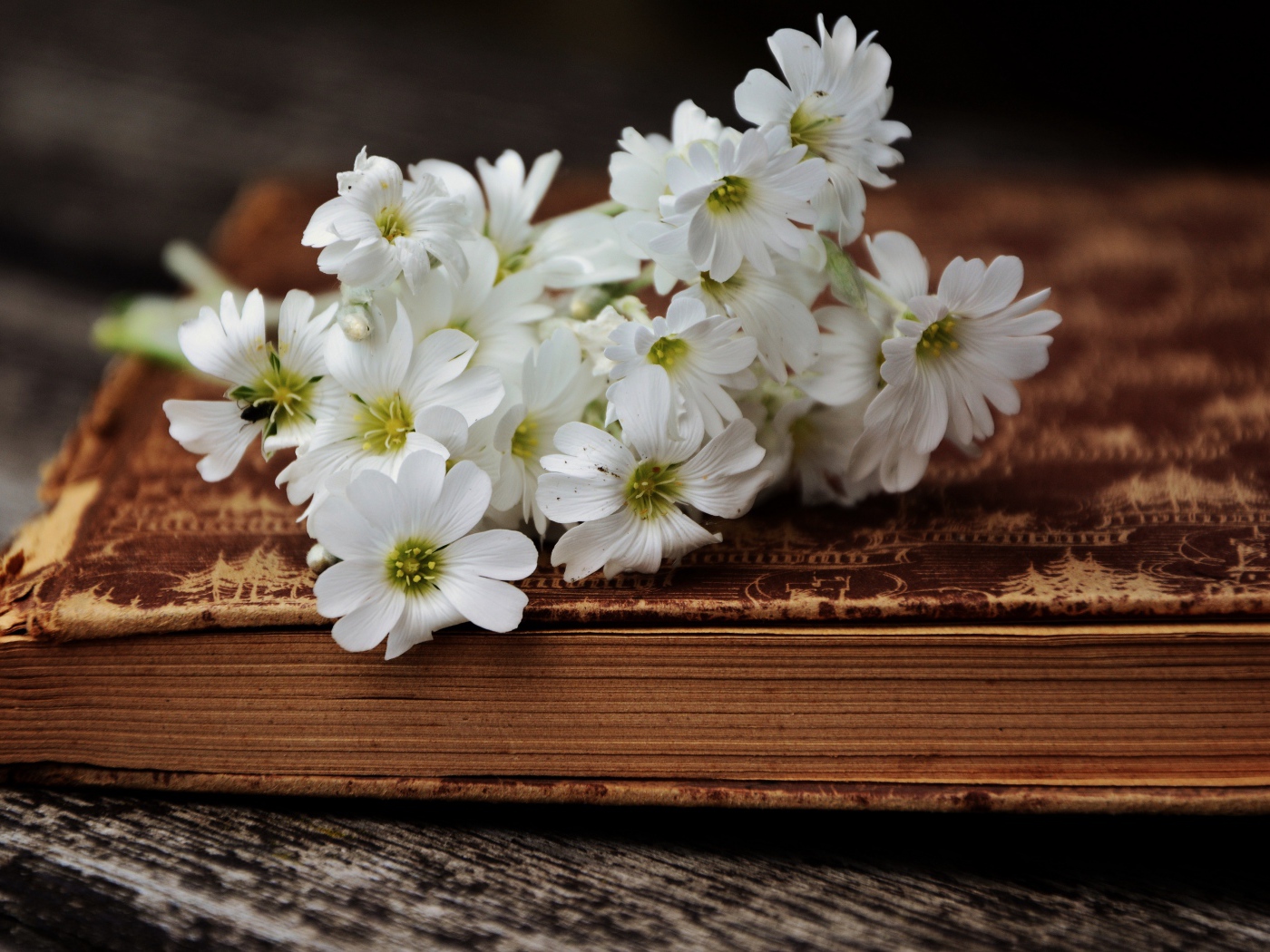 Букет белых нежных цветов на старой книге 