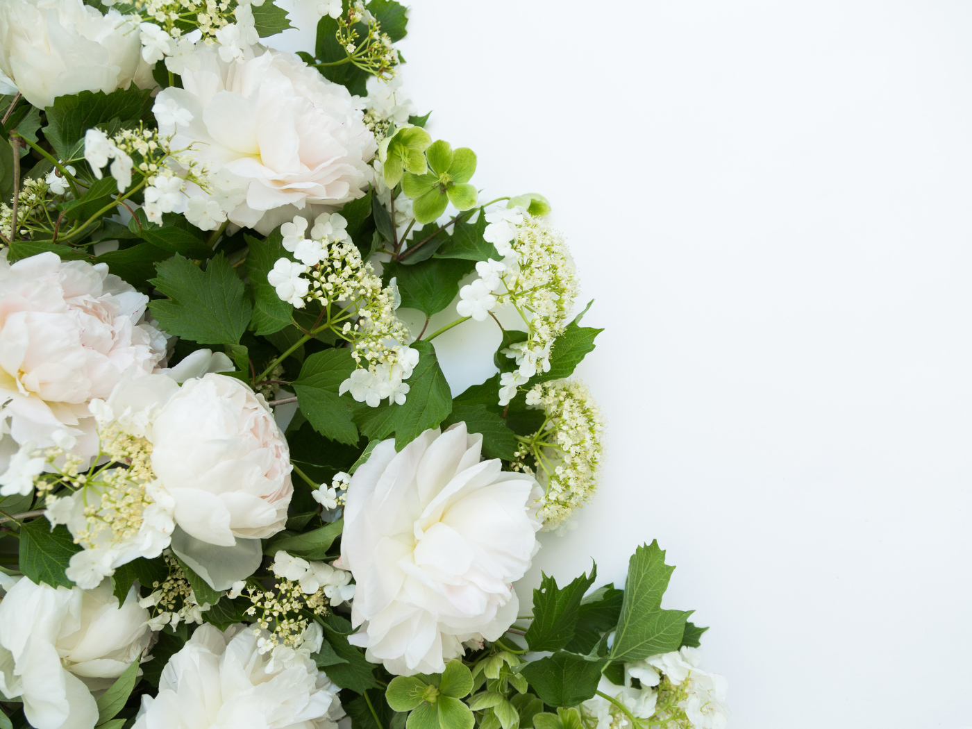 Букет белых пионов на белом фоне