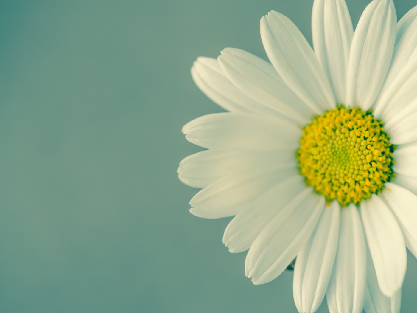 Ромашка крупным планом на сером фоне