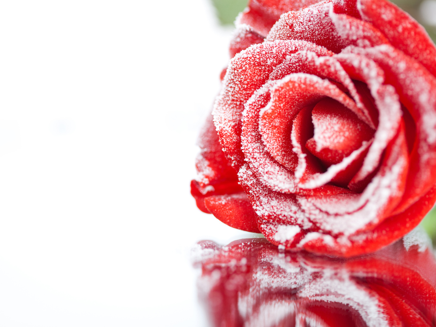 Покрытая инеем красная роза отражается в поверхности 