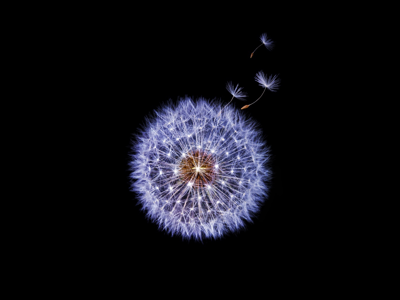 Одуванчик крупным планом на черном фоне