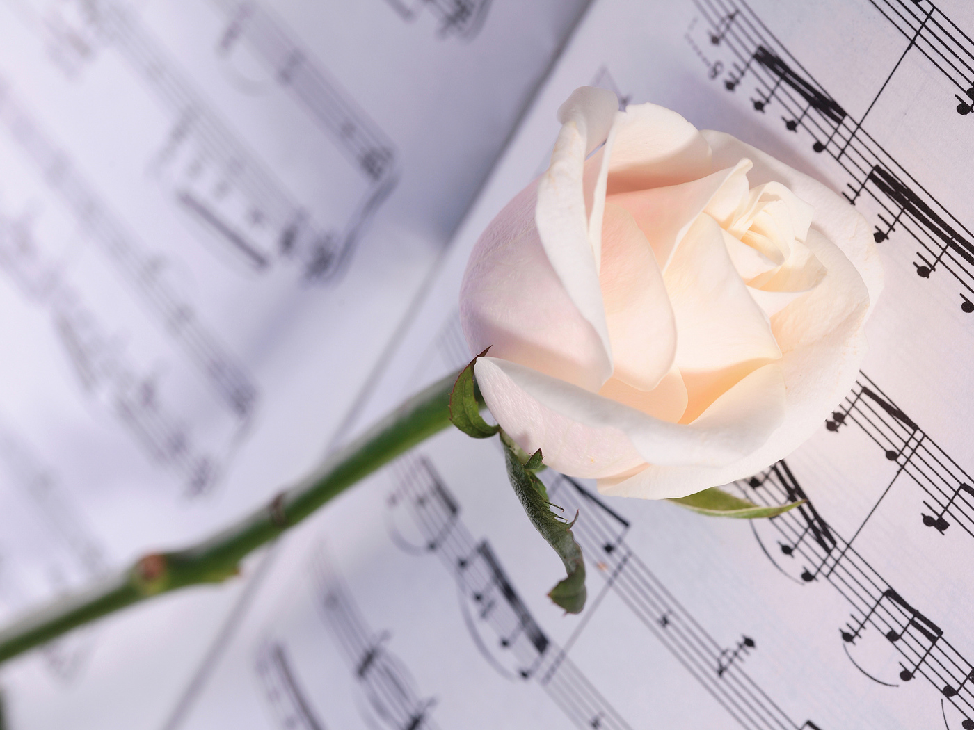 Нежная кремовая роза лежит на нотах