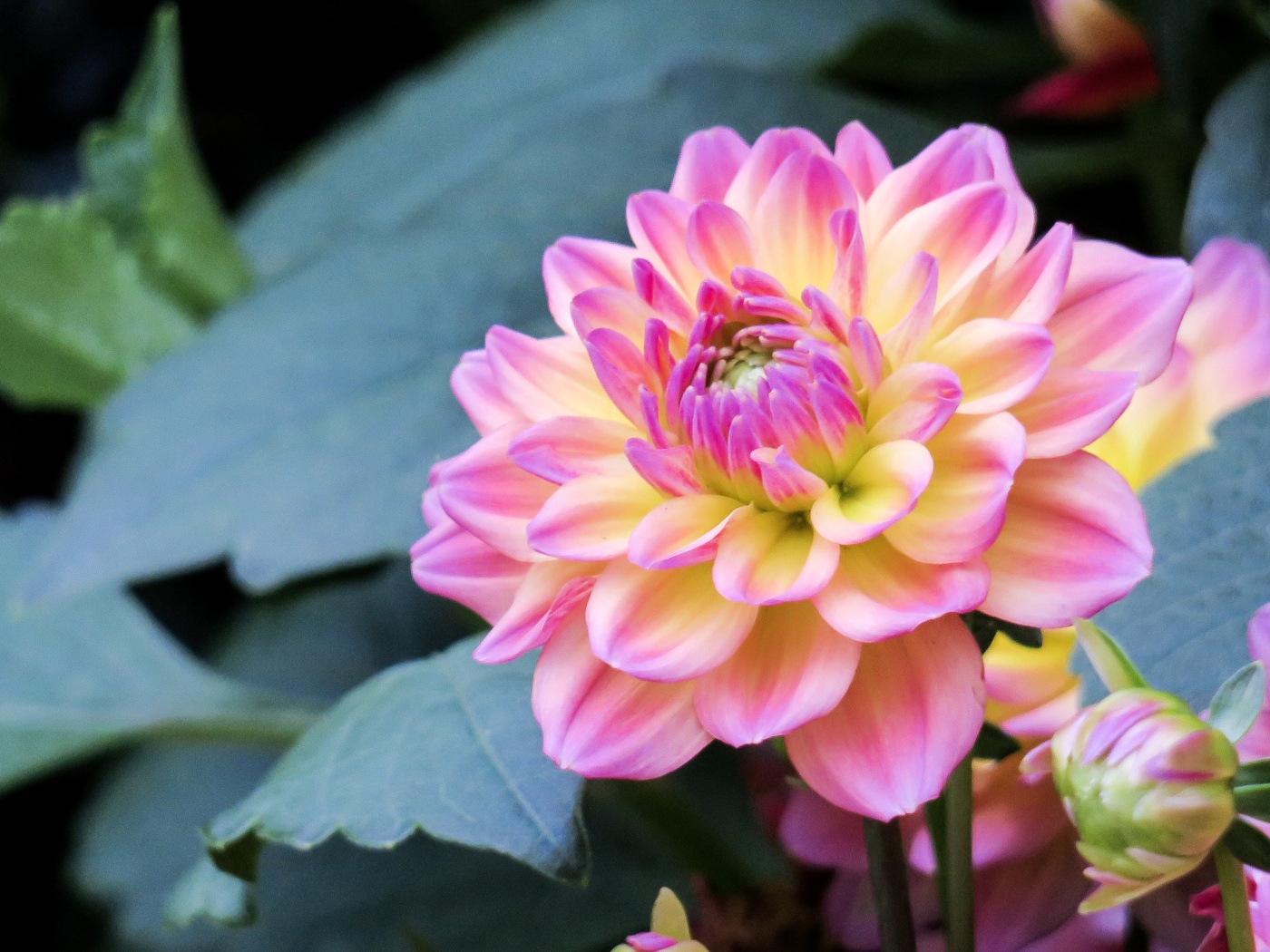 Нежный розовый цветок георгина на клумбе